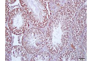Paraformaldehyde-fixed, paraffin embedded Mouse testis, Antigen retrieval by boiling in sodium citrate buffer (pH6. (PROS1 anticorps  (AA 245-295))