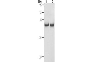Gel: 12 % SDS-PAGE, Lysate: 40 μg, Lane 1-2: Hela cells, K562 cells, Primary antibody: ABIN7192614(SPAG4 Antibody) at dilution 1/1100, Secondary antibody: Goat anti rabbit IgG at 1/8000 dilution, Exposure time: 30 seconds