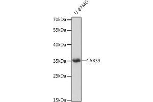 Western blot analysis of extracts of U-87MG cells, using C antibody (ABIN7266007) at 1:1000 dilution. (CAB39 anticorps  (C-Term))