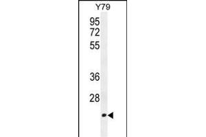 TCAL3 Antibody (N-term) (ABIN654479 and ABIN2844214) western blot analysis in Y79 cell line lysates (35 μg/lane). (TCEAL3 anticorps  (N-Term))