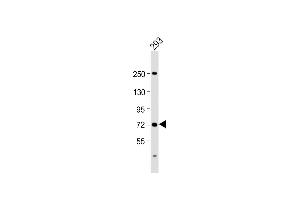 Anti-SLC6A19 Antibody (C-Term) at 1:2000 dilution + 293 whole cell lysate Lysates/proteins at 20 μg per lane. (SLC6A19 anticorps  (AA 544-575))