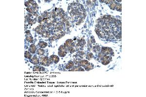 Human Pancrease (SNAPC1 anticorps  (C-Term))