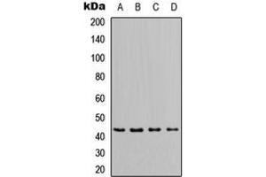 Western blot analysis of Apolipoprotein L1 expression in MCF7 (A), HeLa (B), NS-1 (C), PC12 (D) whole cell lysates. (APOL1 anticorps  (Center))