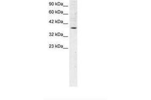 Image no. 1 for anti-FBJ Murine Osteosarcoma Viral Oncogene Homolog B (FOSB) (AA 240-289) antibody (ABIN202278)