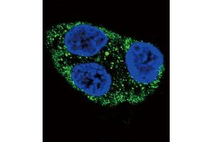 Confocal immunofluorescent analysis of Tyrosinase Antibody (C-term) (ABIN391520 and ABIN2841480) with HepG2 cell followed by Alexa Fluor 488-conjugated goat anti-rabbit lgG (green).