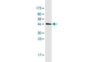 Western Blot detection against Immunogen (45.