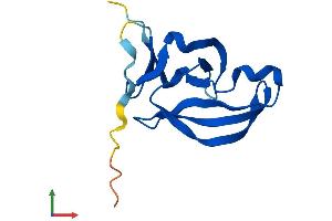 AlphaFold protein structure predicition of Human Recombinant YPEL1 Protein, UniprotID O60688