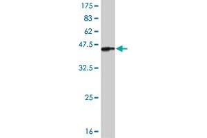 Western Blot detection against Immunogen (39.