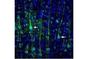 Expression of VGLUT1 in rat cortex - Immunohistochemical staining of perfusion-fixed rat brain frozen sections using Anti-VGLUT1 Antibody (ABIN7043684, ABIN7044368 and ABIN7044369), (1:400), followed by goat-anti-rabbit-Alexa-488. (SLC17A7 anticorps  (Cytosolic, N-Term))