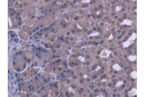 DAB staining on IHC-P; Samples: Mouse Stomach Tissue (PANK1 anticorps  (AA 298-500))