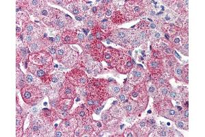 Anti-GPR126 antibody IHC of human liver. (G Protein-Coupled Receptor 126 anticorps  (Internal Region))