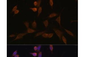 Immunofluorescence analysis of NIH-3T3 cells using NDUFA5 Polyclonal Antibody at dilution of 1:100 (40x lens). (NDUFA5 anticorps)