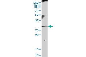 KLRC1 MaxPab rabbit polyclonal antibody.