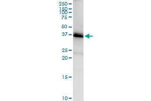 Immunoprecipitation of SGTA transfected lysate using anti-SGTA MaxPab rabbit polyclonal antibody and Protein A Magnetic Bead , and immunoblotted with SGTA purified MaxPab mouse polyclonal antibody (B01P) . (SGTA anticorps  (AA 1-313))