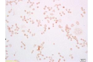 Mouse macrophages(RAW264. (TLR4 anticorps  (AA 751-835))