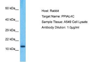 Host: Rabbit Target Name: PPIAL4C Sample Type: A549 Whole Cell lysates Antibody Dilution: 1. (PPIAL4C anticorps  (C-Term))