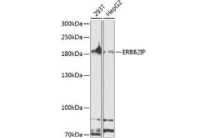 Western blot analysis of extracts of various cell lines, using ERBB2IP antibody (ABIN6127875, ABIN6140250, ABIN6140251 and ABIN6224690) at 1:1000 dilution. (ERBB2IP anticorps  (AA 1152-1371))