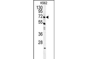 GAS2L1 Antibody (C-term) (ABIN654192 and ABIN2844043) western blot analysis in K562 cell line lysates (35 μg/lane). (GAS2L1 anticorps  (C-Term))
