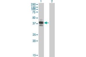 Western Blot analysis of CD2 expression in transfected 293T cell line by CD2 MaxPab polyclonal antibody. (CD2 anticorps  (AA 1-351))