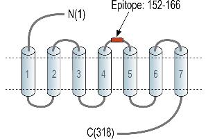 Representative domain view of the target of ABIN7884727. (Adenosine A3 Receptor anticorps  (2nd Extracellular Loop))