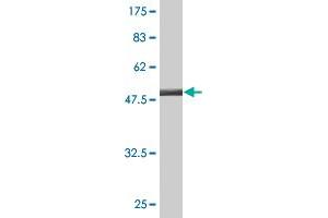 Western Blot detection against Immunogen (47.