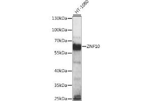Western blot analysis of extracts of HT-1080 cells, using ZNF10 antibody (ABIN7271450) at 1:1000 dilution. (ZNF10 anticorps  (AA 1-200))