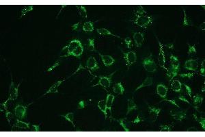 Immunofluorescence (IF) image for anti-BCL2-Associated X Protein (BAX) (N-Term) antibody (ABIN870624)