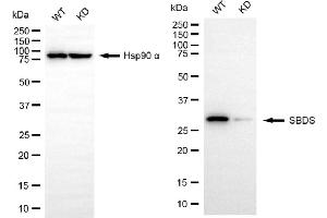 Western blotting analysis using SBDS antibody (ABIN7800330).