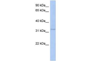 WB Suggested Anti-C10orf96 Antibody Titration: 0. (C10ORF96 anticorps  (Middle Region))