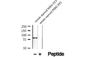 anti-Growth Factor Receptor-Bound Protein 10 (GRB10) (pSer476) antibody
