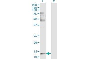 Western Blot analysis of PLA2G2E expression in transfected 293T cell line by PLA2G2E MaxPab polyclonal antibody.