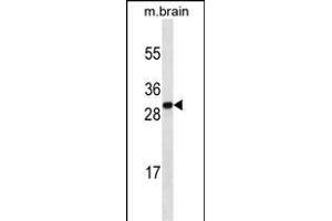 HMGB1 Antibody (C-term) ABIN1536601 western blot analysis in mouse brain tissue lysates (35 μg/lane). (HMGB1 anticorps  (C-Term))