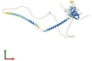 AlphaFold protein structure predicition of Human Recombinant SPAG4 Protein, UniprotID Q9NPE6