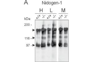 Western Blot analysis of ABIN110110 specificity. (Nidogen 1 anticorps)