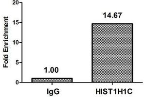 Chromatin Immunoprecipitation Hela (4*10 6 , treated with 30 mM sodium butyrate for 4h) were treated with Micrococcal Nuclease, sonicated, and immunoprecipitated with 5 μg anti-HIST1H1C (ABIN7139201) or a control normal rabbit IgG. (HIST1H1C anticorps  (acLys84))