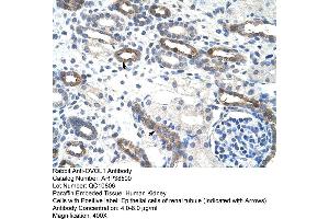 Human kidney (OVOL1 anticorps  (C-Term))