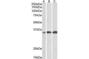 ABIN185311 (0. (EFHD2 anticorps  (C-Term))