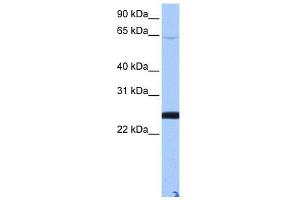 LOC344065 antibody used at 0. (ZFP 570-like anticorps  (N-Term))