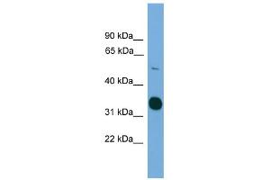 WB Suggested Anti-STK11 Antibody Titration: 0. (LKB1 anticorps  (C-Term))