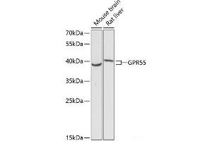 Western blot analysis of extracts of various cell lines using GPR55 Polyclonal Antibody at dilution of 1:3000. (GPR55 anticorps)