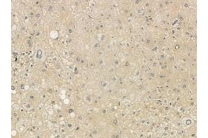 ABIN6265479 and ABIN6273328 at 1/100 staining human normal liver tissue by IHC-P. (TBC1D23 anticorps  (Internal Region))