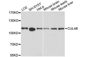 Western blot analysis of extracts of various cell lines, using CUL4B antibody (ABIN6291961) at 1:3000 dilution. (Cullin 4B anticorps)