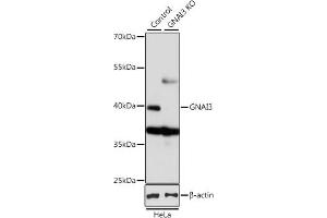 Western blot analysis of extracts from normal (control) and GN knockout (KO) HeLa cells, using GN antibody (ABIN6132024, ABIN6141204, ABIN6141206 and ABIN7101418) at 1:1000 dilution. (GNAI3 anticorps  (AA 1-354))