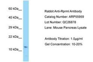 Image no. 1 for anti-Reprimo-Like (RPRML) (AA 41-90) antibody (ABIN6749936) (RPRML anticorps  (AA 41-90))