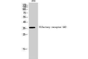 Western Blotting (WB) image for anti-Olfactory Receptor, Family 5, Subfamily A, Member 2 (OR5A2) (C-Term) antibody (ABIN3186144) (OR5A2 anticorps  (C-Term))