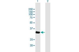 Western Blot analysis of VGLL2 expression in transfected 293T cell line by VGLL2 MaxPab polyclonal antibody. (VGLL2 anticorps  (AA 1-317))