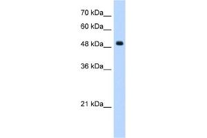 WB Suggested Anti-SEPT6(septin 6) Antibody Titration:  1. (Septin 6 anticorps  (Middle Region))