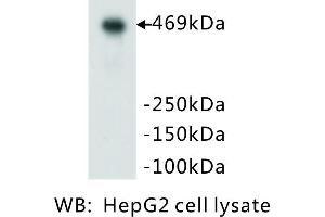 Image no. 3 for anti-Protein Kinase, DNA-Activated, Catalytic Polypeptide (PRKDC) (Catalytic Subunit) antibody (ABIN1112714)