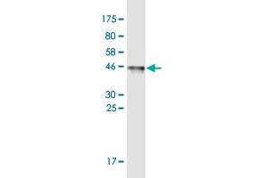 Western Blot detection against Immunogen (45.