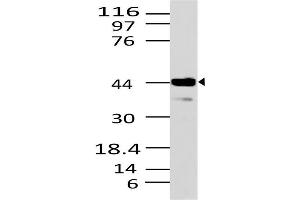 Image no. 1 for anti-STE20-Related Kinase Adaptor beta (STRADB) (AA 150-415) antibody (ABIN5027023)